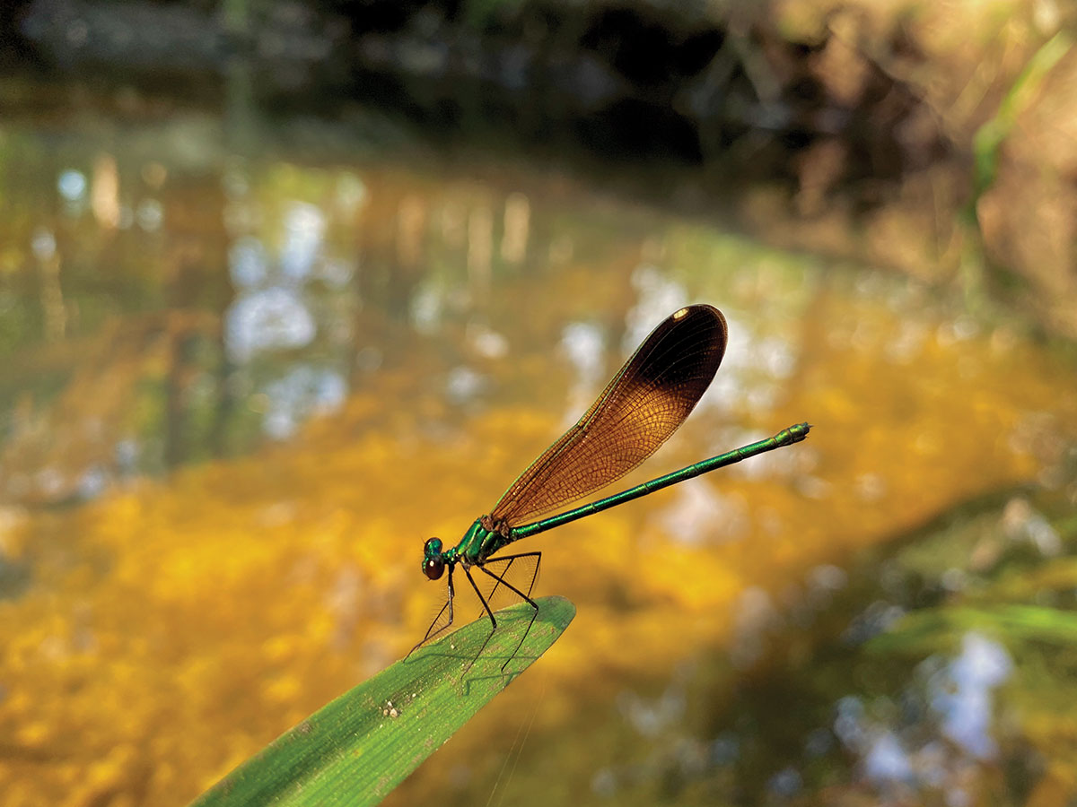 Emerald Virgin