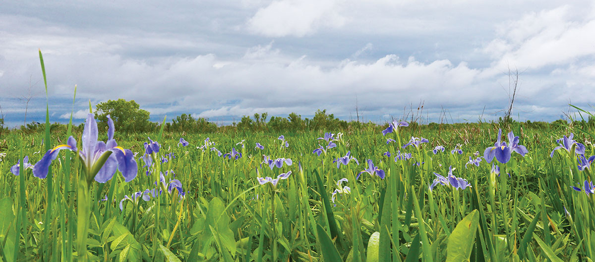 Field of irises