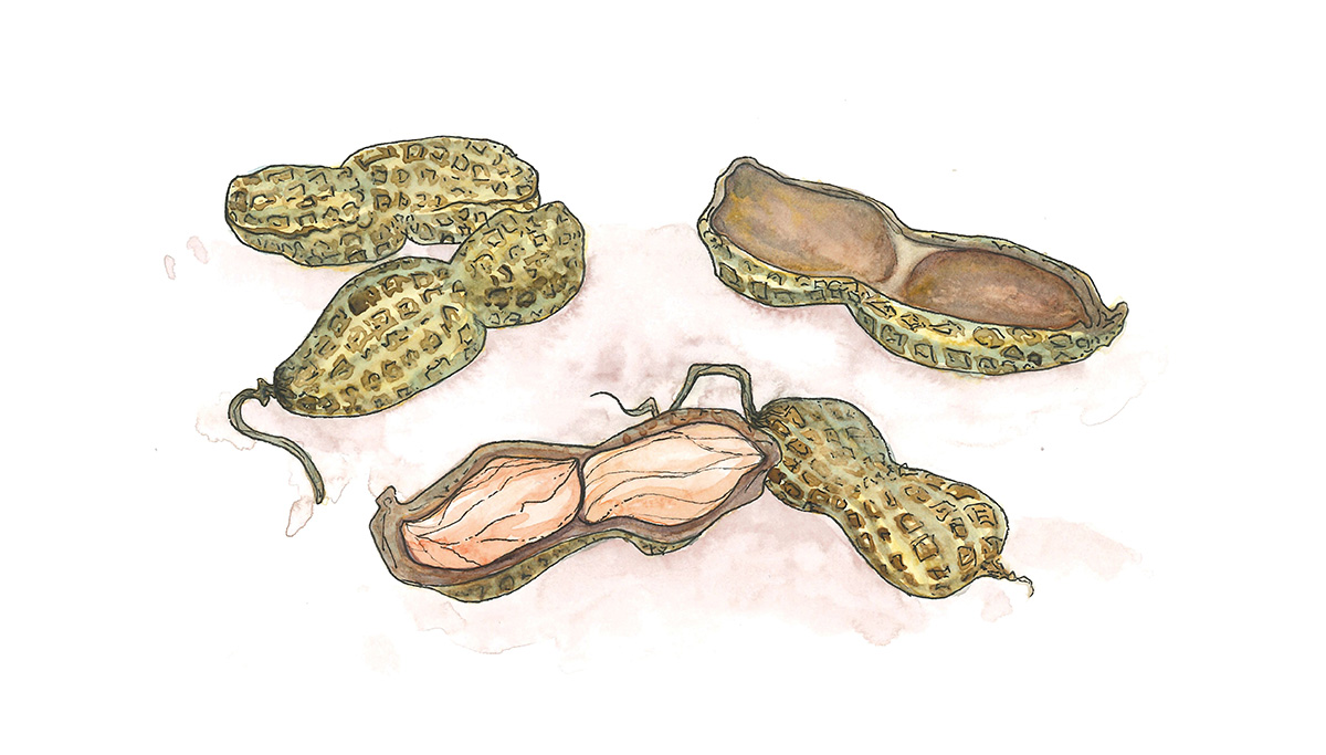 illustration of goober peas