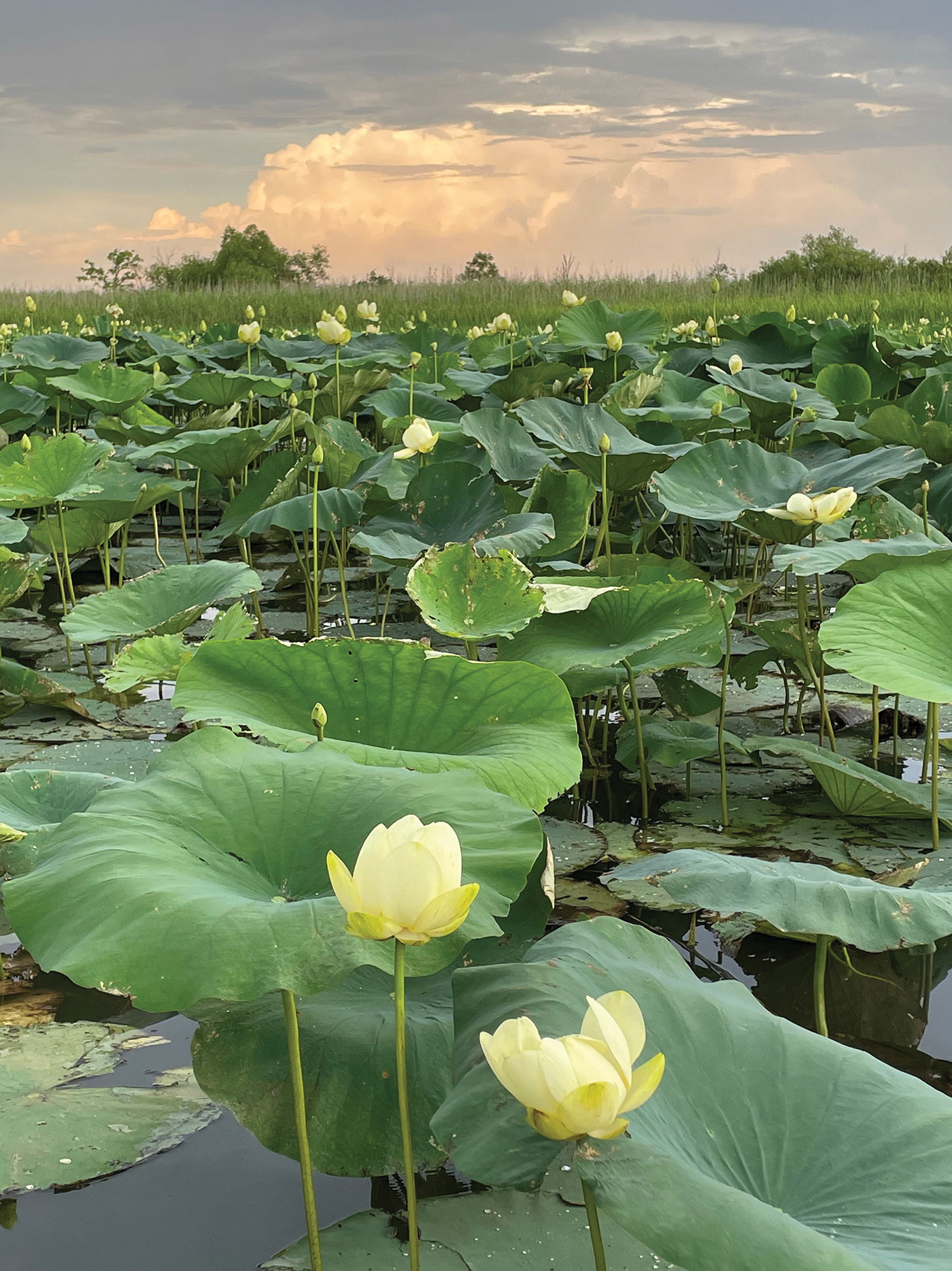 American Lotus bloom in the Mobile Tensaw River Delta
