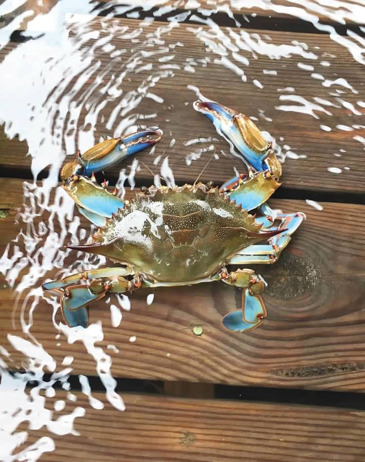Blue crab Caught off Halls Mill Creek during high tide