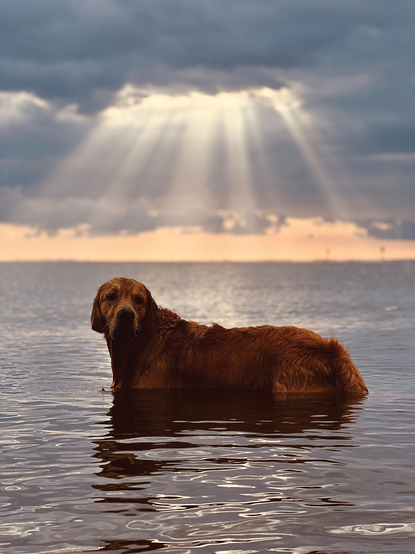 photo of Golden retriever captured right at sunset at the Fairhope Yacht Club